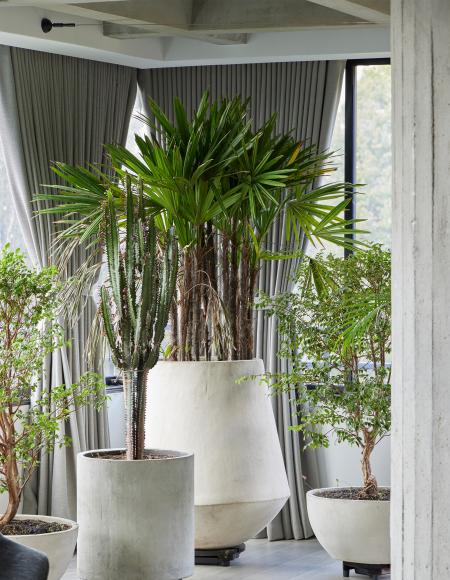 living-room-plants-latam23-05a6149.jpg